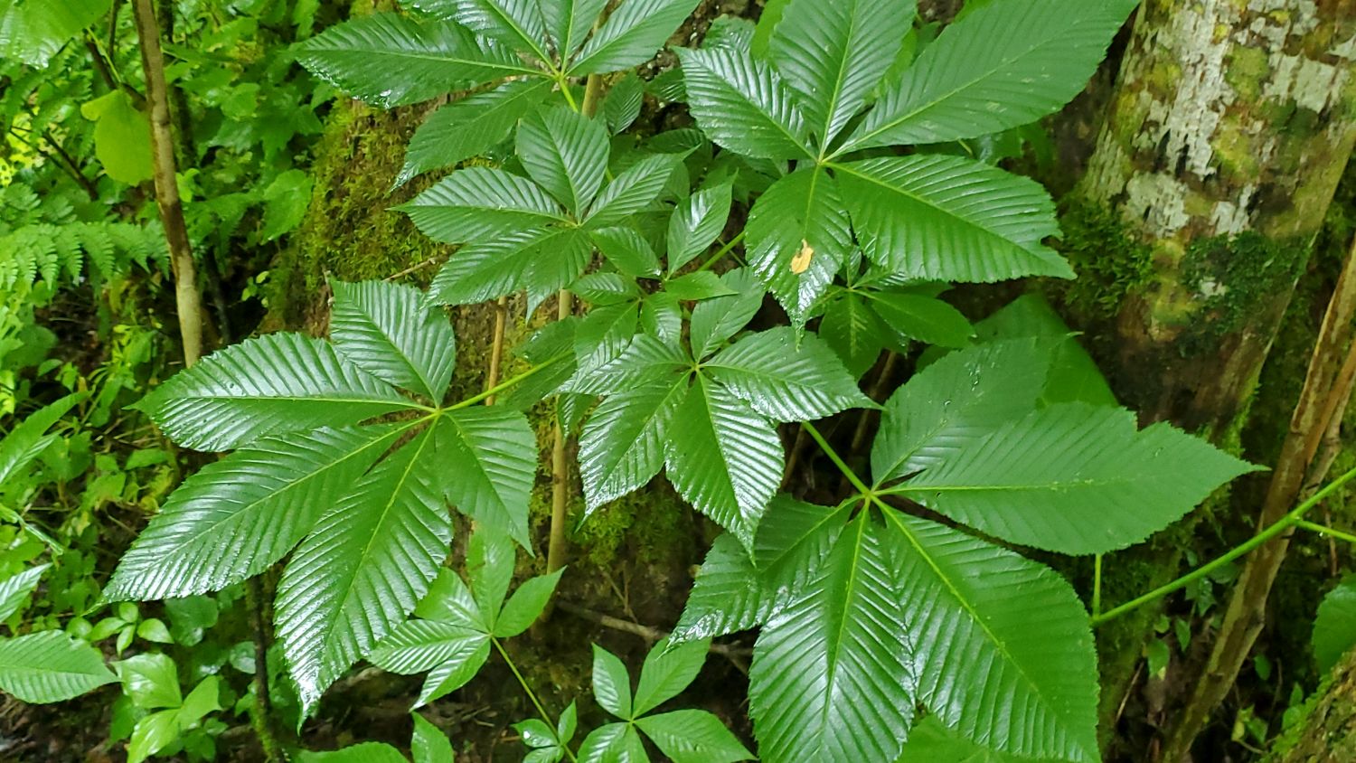 Porters Creek to Fern Falls 